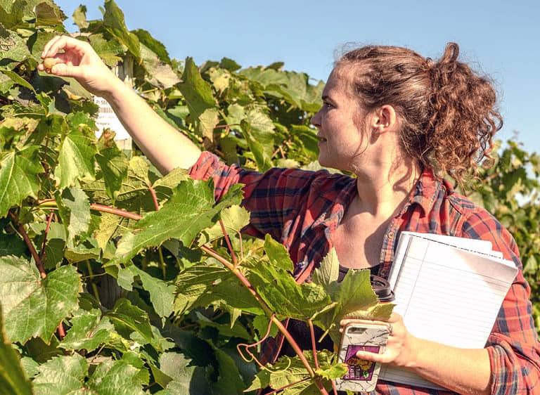 A viticulture student inspecting grapes growing in a regional vineyard.