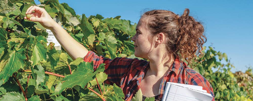A Viticulture student stands in a lush, late summer vineyard pulling a grape from the vine.